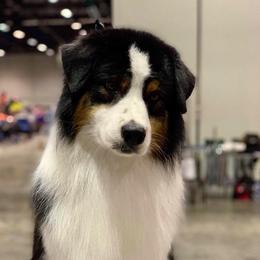 Toddie - Australian Shepherd