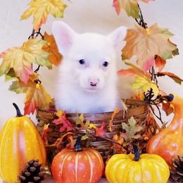 American Corgi and Pembroke Welsh Corgi Puppies from Whimsical Treasure Corgis