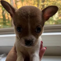 Wally - Red male Companion Cross puppy in Massachusetts, Massachusetts from Boston Chi Chis