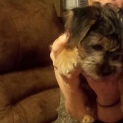 Shorkies from Christina Grafe's Shorkies