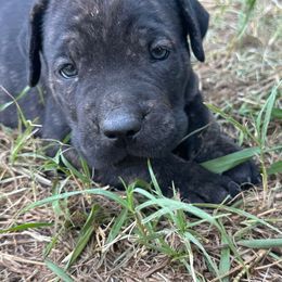 Coconut Tree - Black brindle male Cane Corso puppy in Elk Grove, California from DiamondBabyCorso