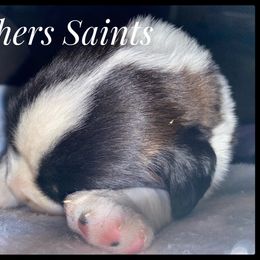 Saint Bernard Puppies from Fletchers Saints