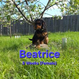 Beatrice - Black female Labradoodle puppy in Genoa City, Wisconsin from Sakura Pups