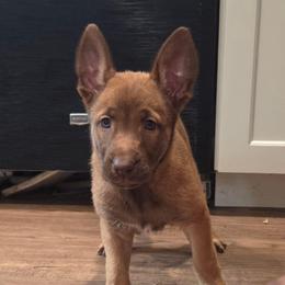 Ariel - female Belgian Malinois puppy in Signal Mountain, Tennessee from Torgun Police Dogs