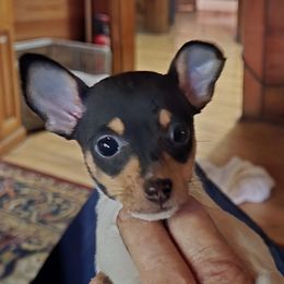Bobbie - White black and tan male Toy Fox Terrier puppy in Wellborn, Florida from Roudee Dragontails