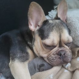 Mocha - French Bulldog