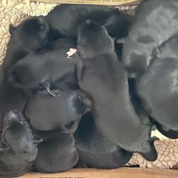 Boy 2 - male Belgian Malinois puppy in North Fort Myers, Florida from Reinwald Kennels