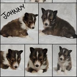 Shetland Sheepdog Puppies from Henotic Homestead's Shetland Sheepdogs