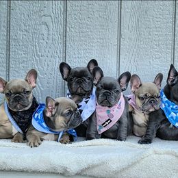 French Bulldog Puppies from Emeraldfrenchies