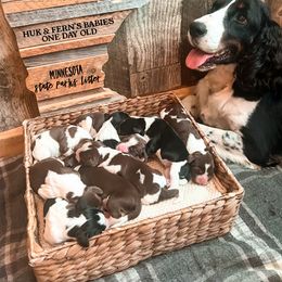 English Springer Spaniel and Labrador Retriever Puppies from Farm Fresh Labradors & English Springers