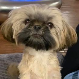 Shih Tzus from The Better Bred Shih Tzu