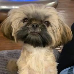 Shih Tzus from The Better Bred Shih Tzu