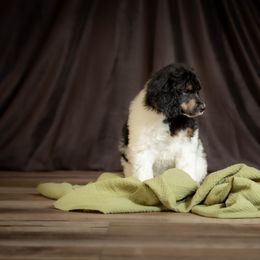 Poodle Puppies from Setting the Standard Poodles