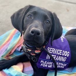 Labrador Retrievers from Limitless Freedom Service Dogs