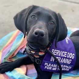 Labrador Retrievers from Limitless Freedom Service Dogs