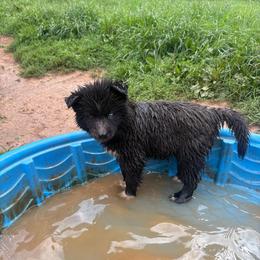 Boy 1 - Black male Siberian Husky puppy in Jonesborough, Tennessee from Dry Creek Siberians
