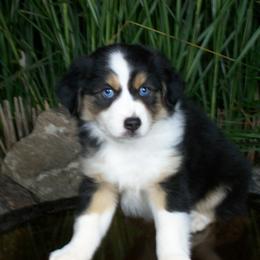 Ruby - Black tri female Miniature American Shepherd puppy in Atwood, Illinois from Buck-Run Puppies
