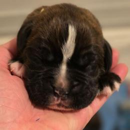 NEO - Brindle male Boxer puppy in Evans, Georgia from Kimberly's Boxers