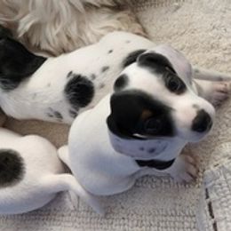 Dachshunds from Cindy Allen's Dachshunds