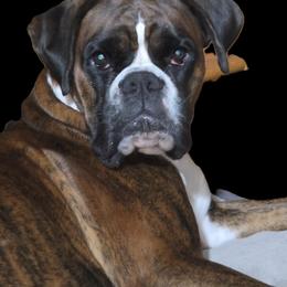 Pumpkin - Boxer