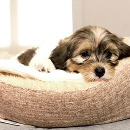 Boy 3 - Havanese puppy in Florida from Torres Havanese