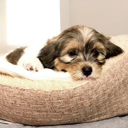 Boy 3 - Havanese puppy in Florida from Torres Havanese