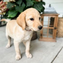 Labradoodle Puppies from M4 Doodles