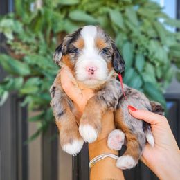 Jagger - Merle male Bernedoodle puppy in Moses Lake, Washington from Macy Meadows Doodles