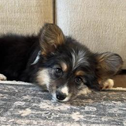 Poppy - Black and tan female Pembroke Welsh Corgi puppy in Red Bluff, California from Circle T Livestock & K9 Co.
