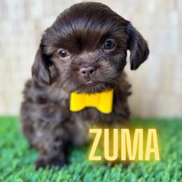 Zuma - Chocolate male Shih Tzu puppy in San Tan Valley, Arizona from My Puppy Tzu