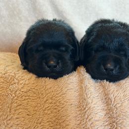 Boy 1 - Black male Labrador Retriever puppy in Beavercreek, Oregon from Sweetwater Spring Labradors