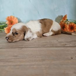Jax - Dapple male Dachshund puppy in Florence, Arizona from Doxie Town Az
