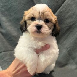 Riley - Brown and white male Shichon puppy in Onawa, Iowa from Parico Puppies