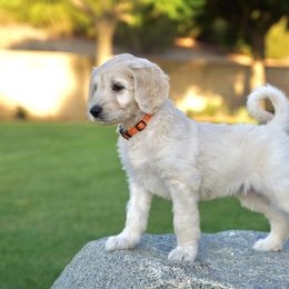 Goldendoodle Puppies from FURever Goldendoodles