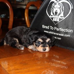 Indira Gandhi - Black and tan female Havanese puppy in Hamptonville, North Carolina from Alabama Havanese Kennel