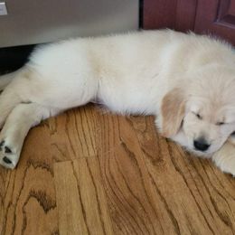 Golden Retriever, Goldendoodle, and Sheepadoodle Puppies from Guppy Puppies