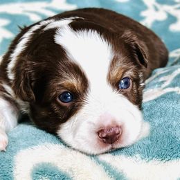 Miniature Australian Shepherd and Toy Australian Shepherd Puppies from Crooked Oak Aussies