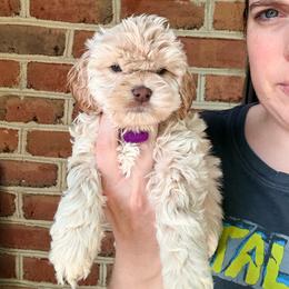 Sadie (purple) - Cream female Cockapoo puppy in Denver, Pennsylvania from Greenview Puppies
