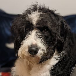 Temari - Bernedoodle