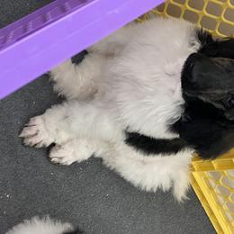 Poodle Puppies from Southern Elegance Standards
