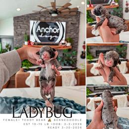 L A D Y B U G- teddy bear - 10-15 lbs - Blue merle female Bernedoodle puppy in Pleasant View, Utah from Anchor Dogs