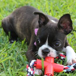 Sassy Sisi - Black brindle and white female Boston Terrier puppy in Brooksville, Florida from Delamorés Pups
