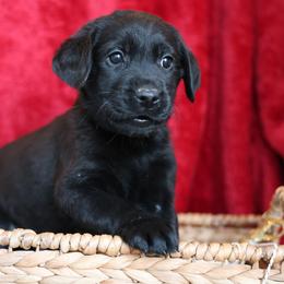 Frosty - Black male Labrador Retriever puppy in Williamston, Sc, South Carolina from Dutton Dog Co & Dalla Grazia Doberman