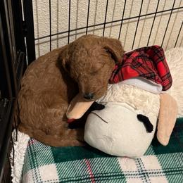 Onyx - Black collar - Red  male Goldendoodle puppy in Puyallup, Washington from Dawnie’s Doodles