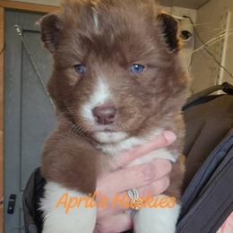 Girl 3 - Red and white female Siberian Husky puppy in Terre Haute, Indiana from April's Huskies