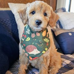 Willow - Red  female Goldendoodle puppy in Pittsburg, Texas from Grace Springs Goldendoodles