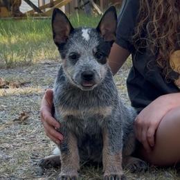 Fiddle - Blue male Australian Cattle Dog puppy in Devalls Bluff, Arkansas from Coolhand's Australian Cattle Dogs
