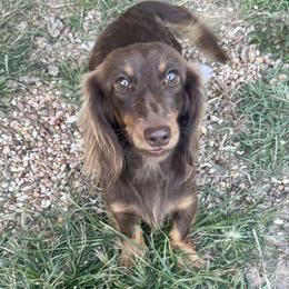 Cam - Chocolate and tan female Dachshund puppy in Call, Texas from Dachshund D’Amore