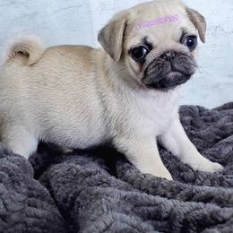 Pug Puppies from Companion Pups