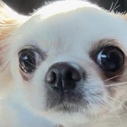 Chihuahuas from Little chihuahua angels